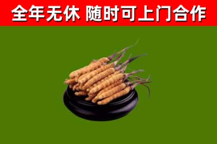 封开烟酒回收冬虫夏草.jpg